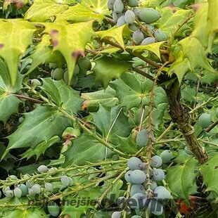 Mahónia japonská v črepníku 25/30 cm Mahonia japonica