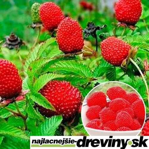 Malinojahoda, v črepníku Rubus illecebrosus