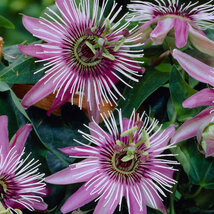 Marakuja (Mučenka belasá) Victoria, výška 70/90 cm, v črepníku Passiflora Victoria