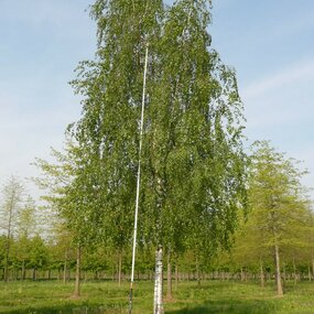 MEGA AKCIA! Breza previsnutá Pendula 140/160 cm, v črepníku 5l Betula pendula