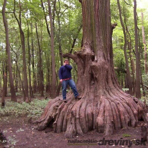 Metasekvoja čínska (praveký mamutí strom)  80/100  cm, v črepníku Metasequoia glyptostroboides