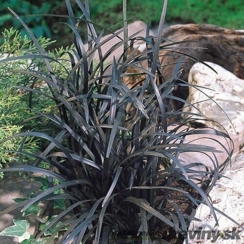 Ophiopogon Planiscarpus ´Nigrescens´ 10/20 cm , v črepníku P9 Ophiopogon Planiscarpus Nigrescens