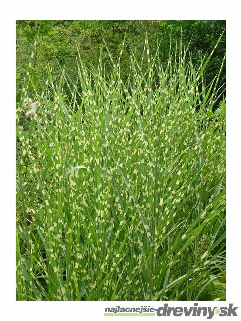 Ozdobnica čínska Stricta. 40/60 cm , v črepníku 3l Miscanthus Sinensis Stricta