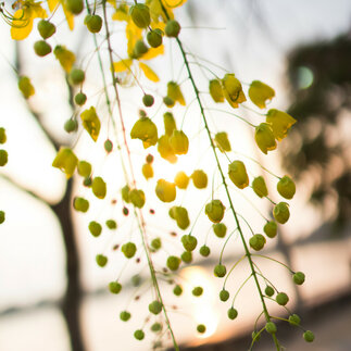 Predaj stromčekov Ginko biloba: Prinesie prírodu a zdravie do vašej záhrady