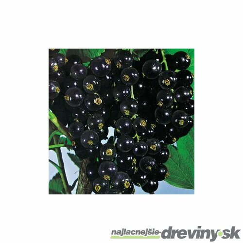 Ríbezľa kríčková Titania čierna, v črepníku Ribes nigrum Titania