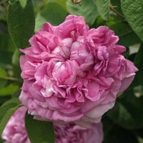 Ruža veľkokvetá Dafne, v črepníku 4l Rosa Dafne