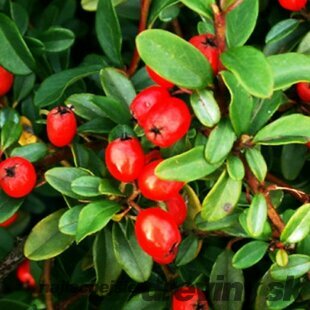 Skalník Eichholz, v črepníku Cotoneaster Eichholz