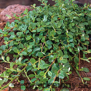 Skalník rozprestretý Dammeri Major, v črepníku 20/40 cm Cotoneaster horizontalis Dammeri Major