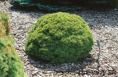 Smrek biely Alberta Globe, v črepníku 15/20 cm Picea Glauca Alberta Globe