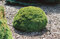 Smrek biely Alberta Globe, v črepníku 15/20 cm Picea Glauca Alberta Globe