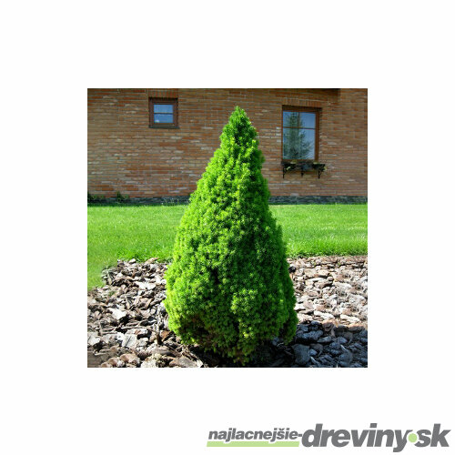 Smrek biely Conica 25/35 cm, v črepníku Picea glauca conica