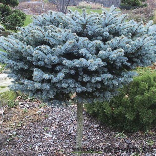 Smrek Glauca Globosa, na kmienku 60 cm, v črepníku Picea pungens Glauca Globosa