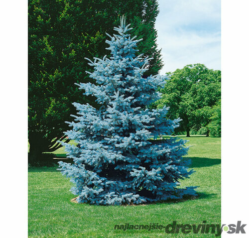 Smrek modrý Hoopsi, výška 50/70 cm, v črepníku 7,5l Picea pungens Hoopsii