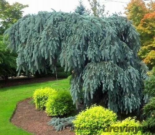 Smrek modrý Pendula 140/160 cm, v črepníku Picea pungens Glauca Pendula