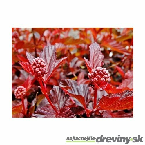 Tavoľa kalinolistá Lady in Red, v črepníku 40/60 cm Physocarpus opulifolius Lady in Red