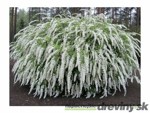 Tavoľník cinerea Gresfsheim 20/40 cm, v črepníku 2l Spiraea cinerea Grefsheim