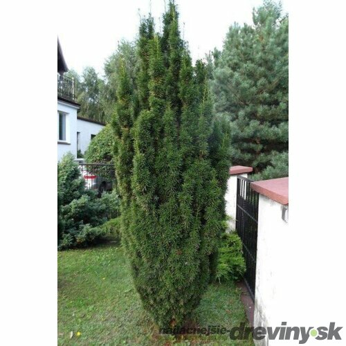 Tis Hicksii, v črepníku 2/3 litre, 30/40 cm Taxus Hicksii