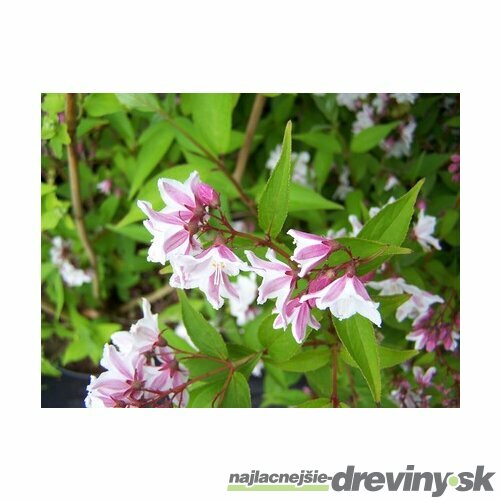 Trojpuk štíhly v črepníku, 30/50cm Deutzia Gracilis