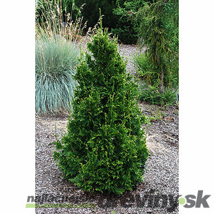 Tuja riasnatá Can Can, výška 20/30 cm, v črepníku Thuja plicata Can Can