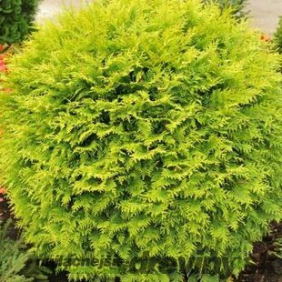 Tuja západná Globosa Aurea, 40-60cm, v črepníku Thuja occidentalis Globosa Aurea