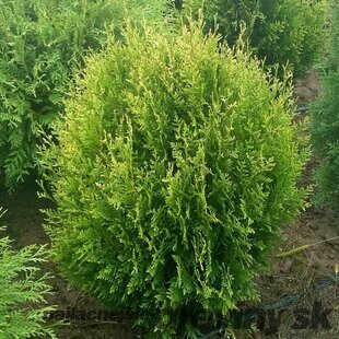 Tuja západná Stolwijk, výška 25/30 cm, v črepníku Thuja occidentalis Stolwijk