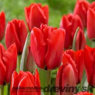 Tulipán Triumph červený, balenie 5 ks TULIPA TRIUMPH RED