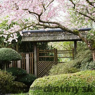 Višňa chlpatá Accolade - Japonská sakura Accolade, na kmienku 180 cm Prunus subhirtella Accolade