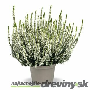 Vres obyčajný Weisse Rita, výška 10/15 cm, v črepniku 1l Calluna vulgaris Weisse Rita