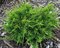Borievka pfitzerova x Mint Julep, 35/45 cm, v črepníku Juniperus pfitzeriana x Mint Julep