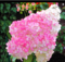 Hortenzia kalinolistá Pinky winky 40/60 cm , v črepníku Hydrangea paniculata Pinky winky