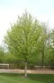 Javor poľný Elsrijk obvod 10/12 cm, 400 + cm v črepníku Acer campestre Elsrijk