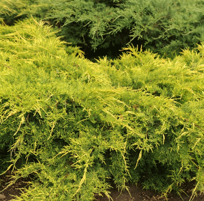 Borievka pfitzerova x Gold Star,20-30cm, v črepníku Juniperus pfitzeriana x Gold Star