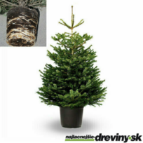   NATURAL Jedľa nordmannova, 100/120 cm, výška s črepníkom 120/140 cm, v črepníku 10l Abies nordmanniana