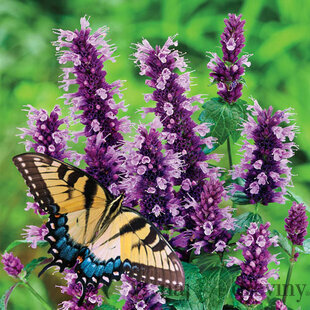 Agastache Vrásčité ‘Black Adder‘, výška 30/40 cm, v črepníku Agastache ‘Black Adder‘