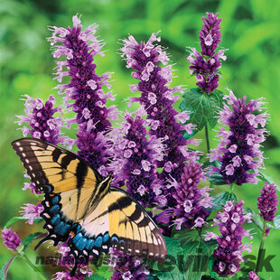 Agastache Vrásčité ‘Black Adder‘, výška 30/50 cm, v črepníku 2l Agastache ‘Black Adder‘