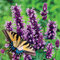 Agastache Vrásčité ‘Black Adder‘, výška 30/50 cm, v črepníku 2l Agastache ‘Black Adder‘