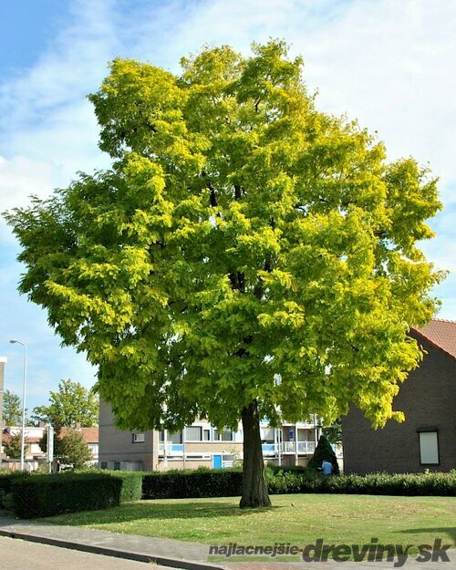 Agát biely Frisia, 130/140 cm, v črepníku Robinia pseudoacacia Frisia