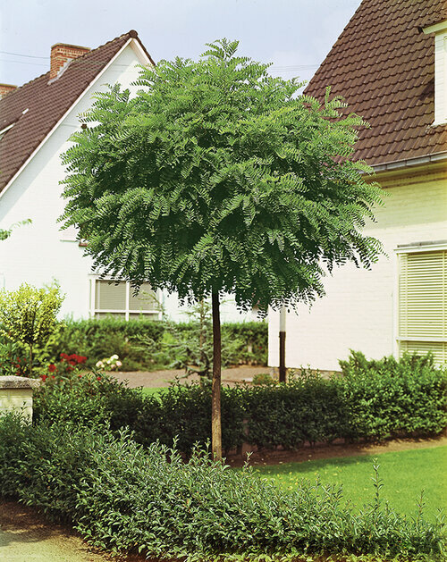 Agát biely Umbraculifera, 220/250 cm, v črepníku Robinia pseudoacacia Umbraculifera