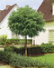 Agát biely Umbraculifera na kmienku 200/220 cm, obvod 10/12 cm,výška 300+ cm, v črepníku Robinia pseudoacacia Umbraculifera