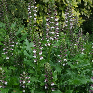 Akant mäkký, v črepníku P9, 10/15 cm Acanthus mollis