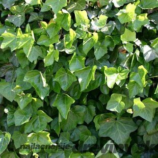 AKCIA 2+1 ! Brečtan hibernica 90/110 cm,v črepníku Hedera hibernica