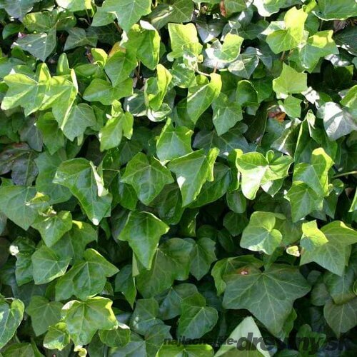 AKCIA 2+1 ! Brečtan hibernica 90/110 cm,v črepníku Hedera hibernica