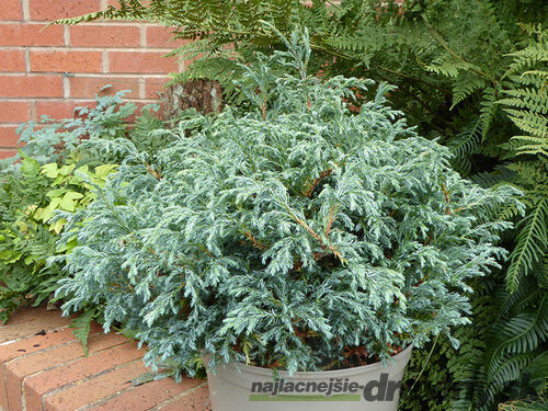 AKCIA 2+1 ! Cypruštek hrachonosný Sky Blue 15/20 cm, v črepníku Chamaecyparis pisifera Sky Blue