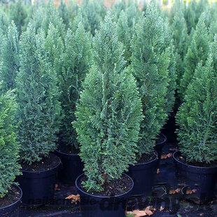AKCIA 2+1 ! Cypruštek lawsonov Ellwoodii - luxusný živý plot - 25/30 cm, v črepníku Chamaecyparis lawsoniana Ellwoodii