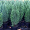 AKCIA 2+1 ! Cypruštek lawsonov Ellwoodii, výška 25/30 cm, v črepníku Chamaecyparis lawsoniana Ellwoodii