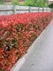 AKCIA 2+1 ! Fotínia aj na živý plot (červienka) Red Robin 25/35 cm, v črepníku Photinia Red Robin