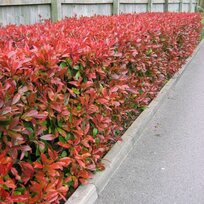 AKCIA 2+1 ! Fotínia aj na živý plot (červienka) Red Robin 25/35 cm, v črepníku Photinia Red Robin