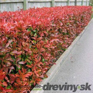 AKCIA 2+1 ! Fotínia aj na živý plot (červienka) Red Robin 25/35 cm, v črepníku Photinia Red Robin