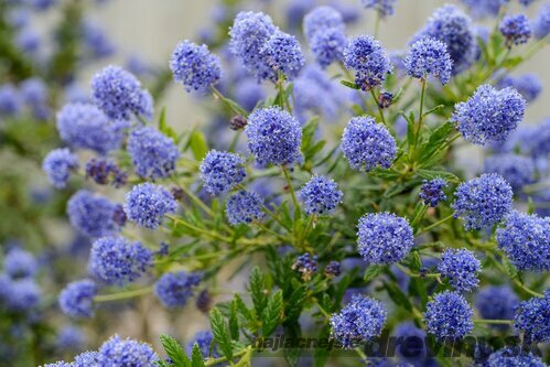 AKCIA 2+1 ! Glória /nádhera/ Cool blue v črepníku Ceanothus cool blue