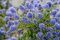AKCIA 2+1 ! Glória /nádhera/ Cool blue v črepníku Ceanothus cool blue